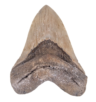 23 to 3.6 Million Year Old Large Sized 6" Megalodon Tooth 